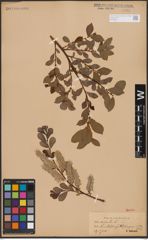 Foto von Salix aurita L.